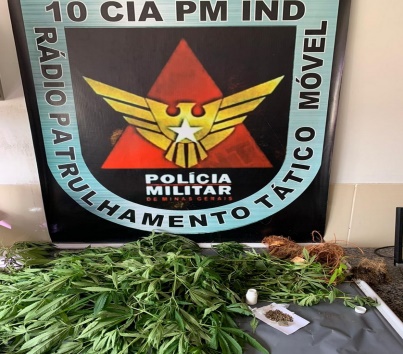 Jovem é preso com pés de maconha no Morada do Sol