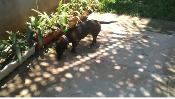 Cadelinha precisa de um lar