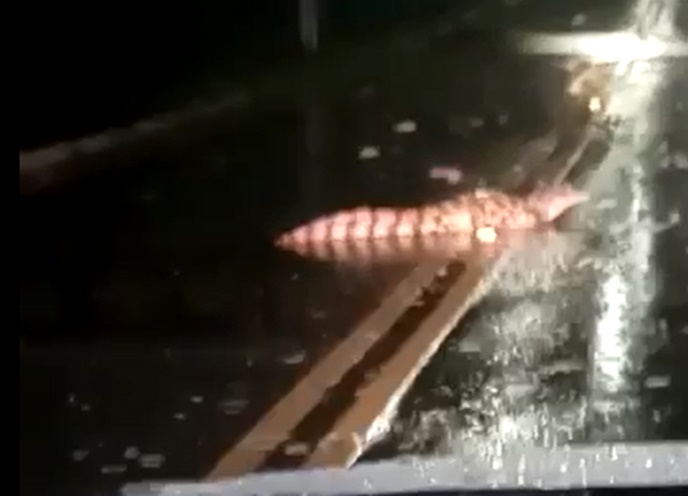 Jacaré é flagrado passeando pelo campus da UFV