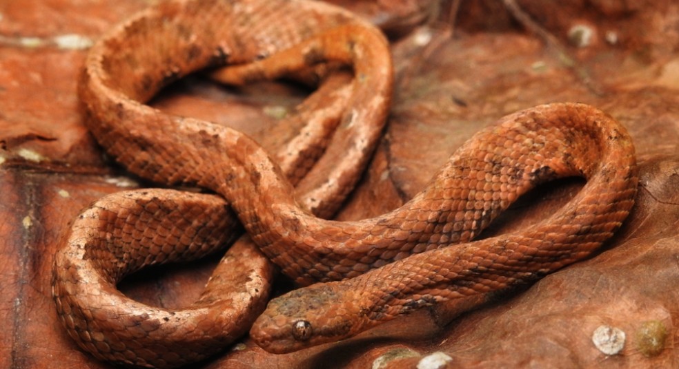 UFV alerta sobre possibilidade de aparecimento de serpentes nos campi nesta época do ano