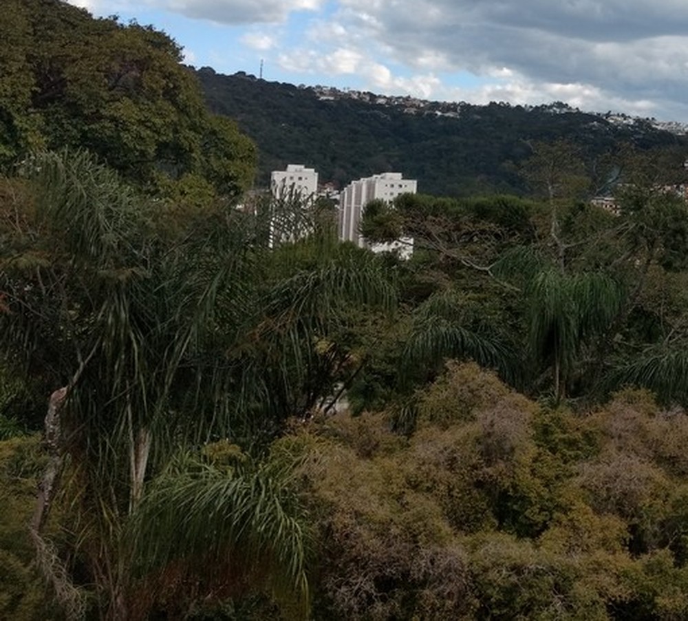 Em reunião, UFV e Governo do Estado discutem parcerias para setor florestal da Zona da Mata