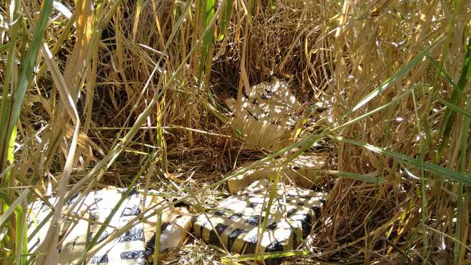 Polícia Militar encontra drogas em matagal do Boa Vista
