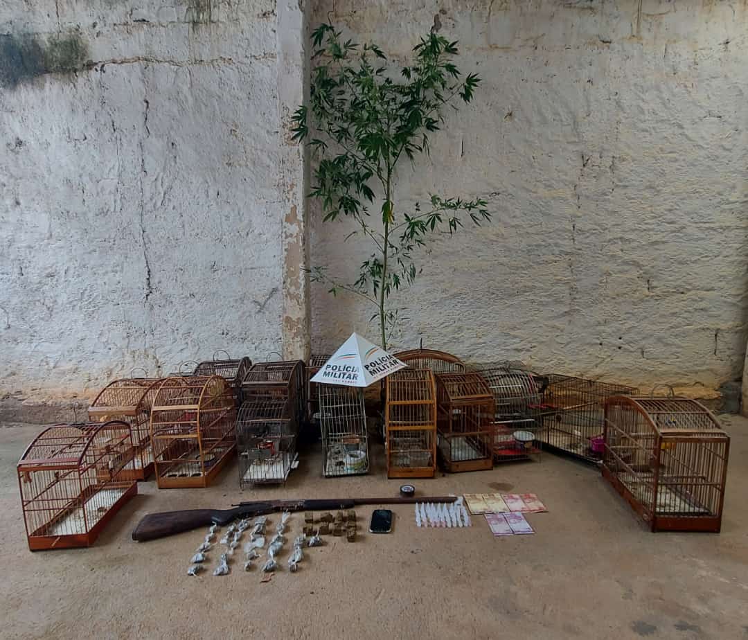 Apreensão de drogas e pássaros silvestres em Porto Firme
