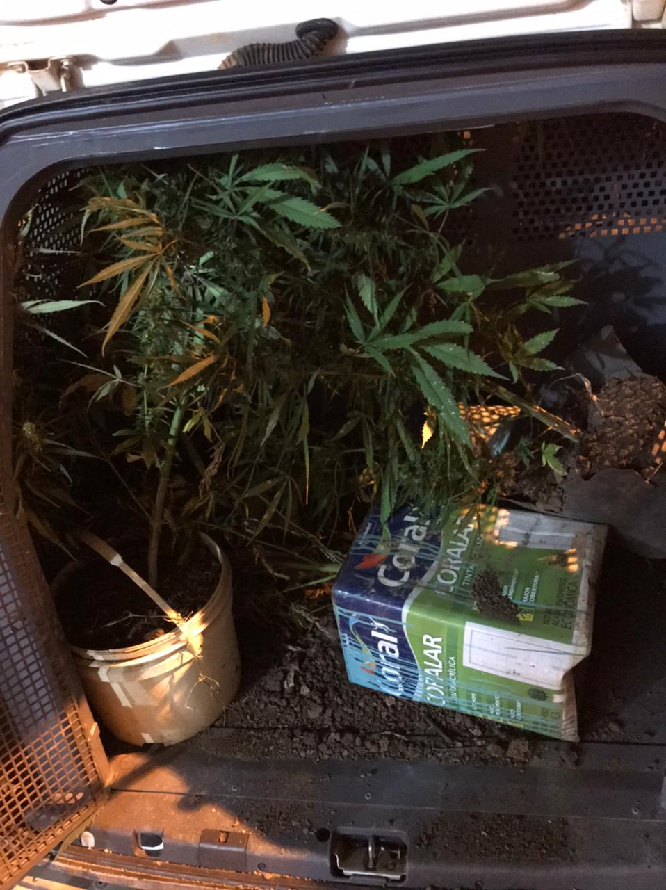 Pés de maconha apreendidos em Paula Cândido
