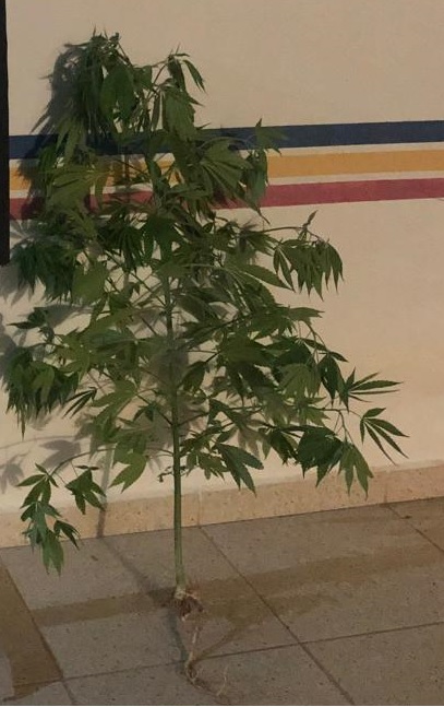 Polícia encontra pé de maconha em terreno baldio