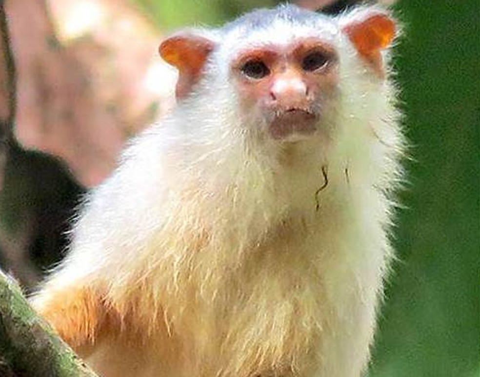 Professor da UFV descreve nova espécie de primata na Amazônia
