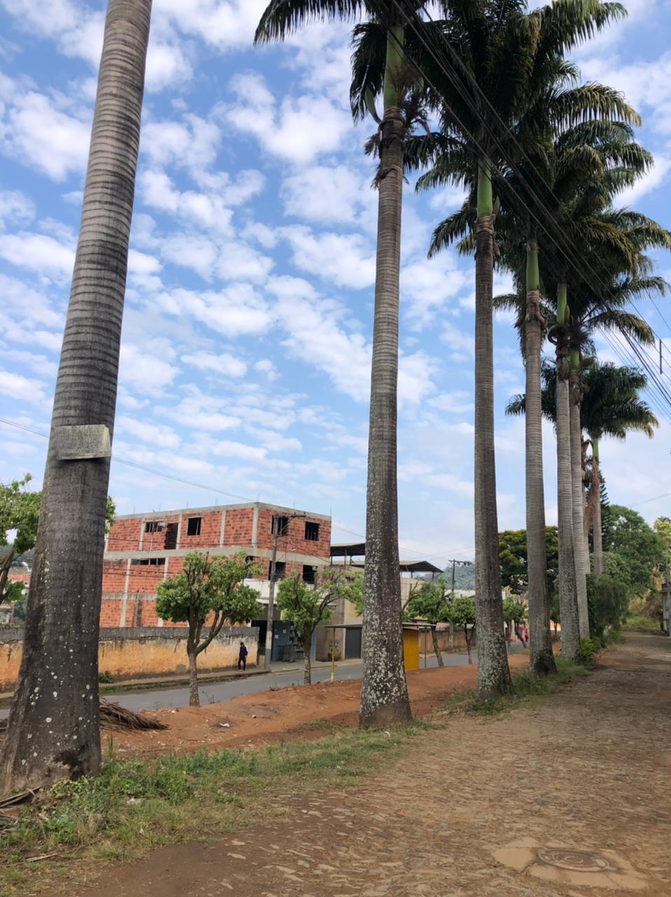 Moradores denunciam envenenamento de palmeiras imperiais no bairro Laranjal, em Viçosa