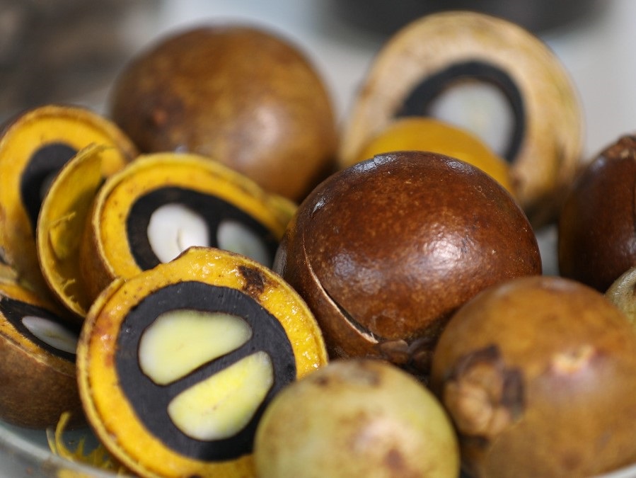 UFV vai coordenar pesquisa entre Brasil e Alemanha com objetivo de estudar a macaúba