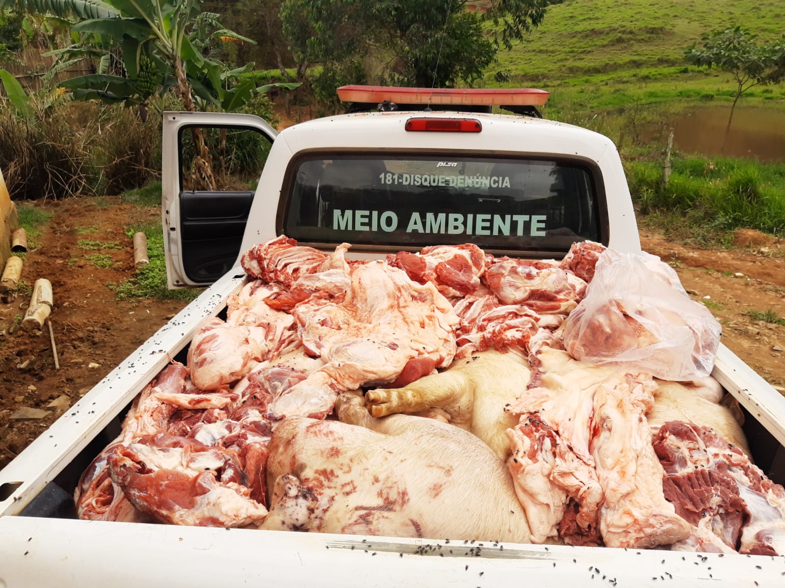 Polícia Militar Ambiental apreende carne suína de abatedouro ilegal em Teixeiras