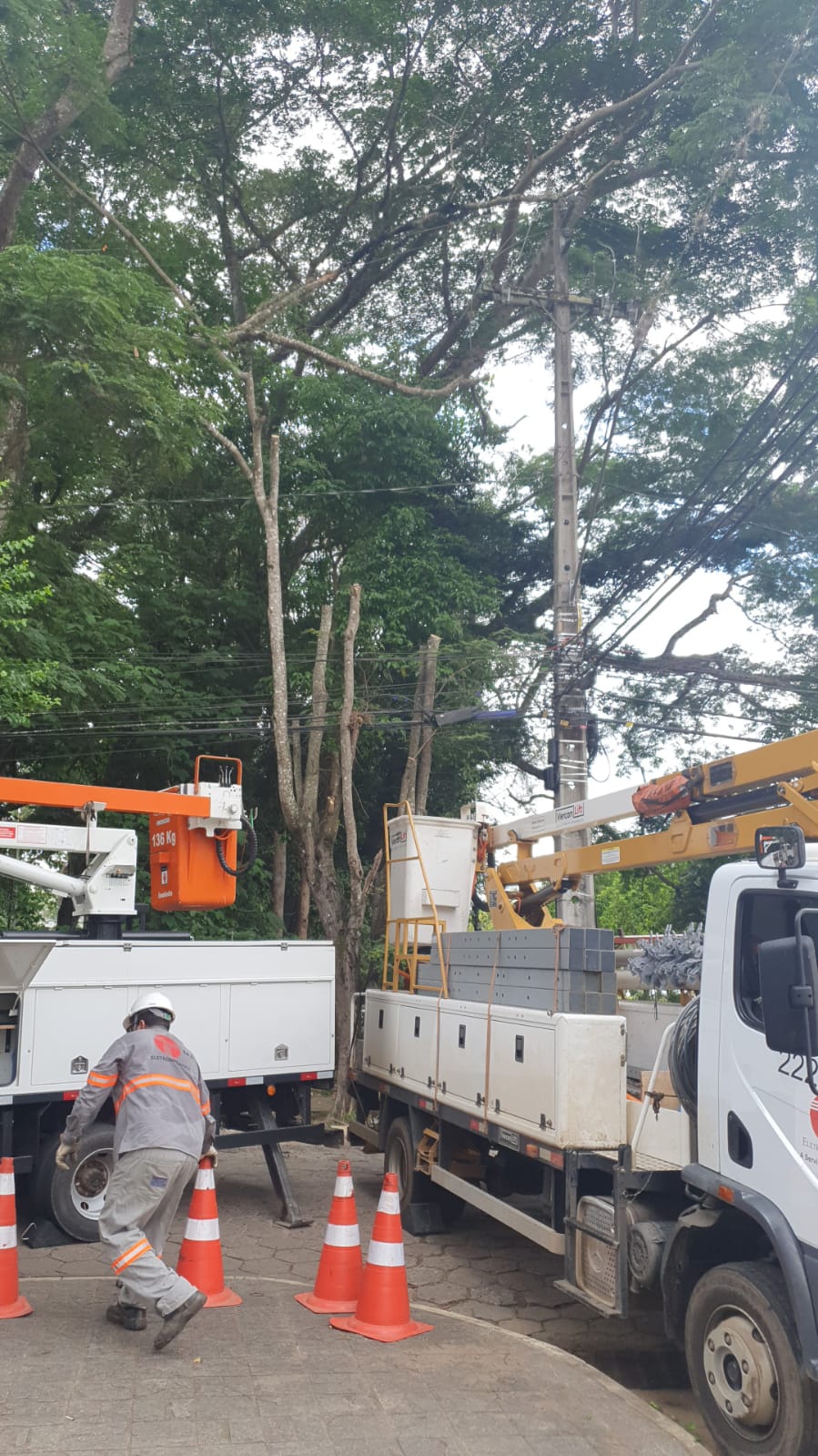 Queda de galho de árvore interrompeu fornecimento de energia elétrica e trânsito na Vila Giannetti