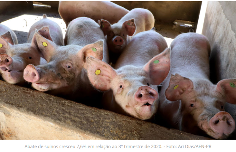 IBGE-MG: Abate de suínos e frangos cresce no 3º trimestre de 2021