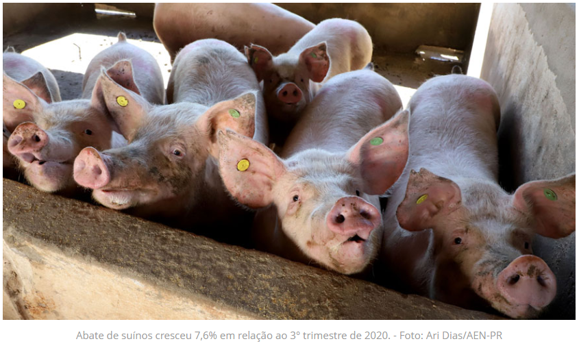 IBGE-MG: Abate de suínos e frangos cresce no 3º trimestre de 2021