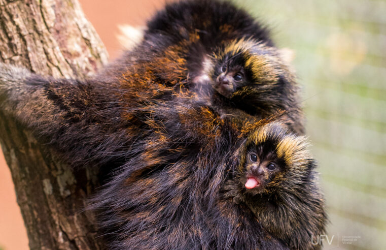 Filhotes de sagui em risco de extinção nascem em centro de conservação da UFV