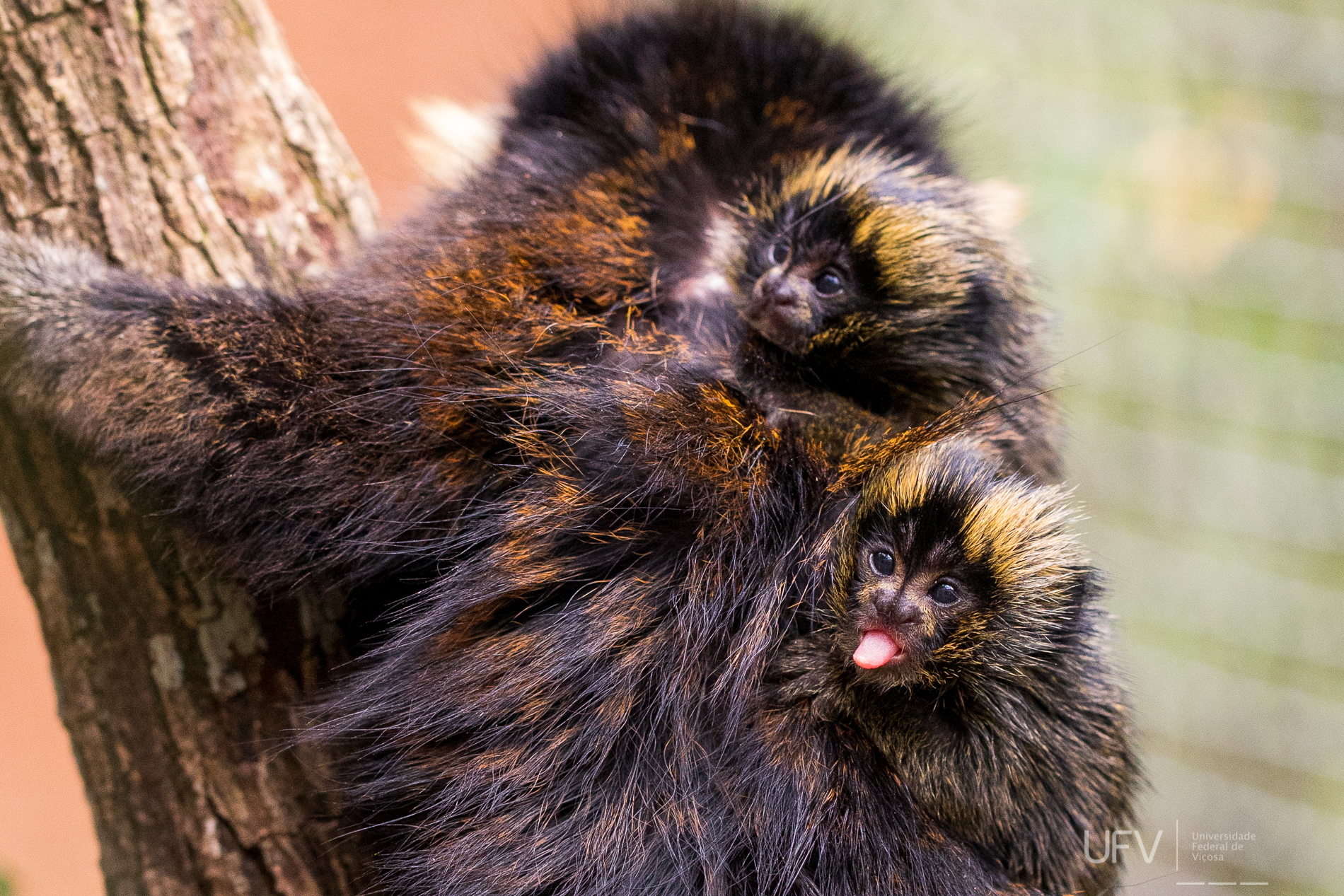 Filhotes de sagui em risco de extinção nascem em centro de conservação da UFV