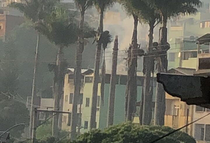 Viçosa: palmeiras envenenadas no Laranjal começam a cair