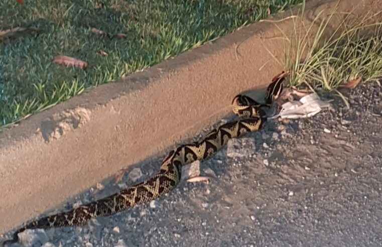 Cobra venenosa é capturada na UFV e levada para o Museu de Geologia