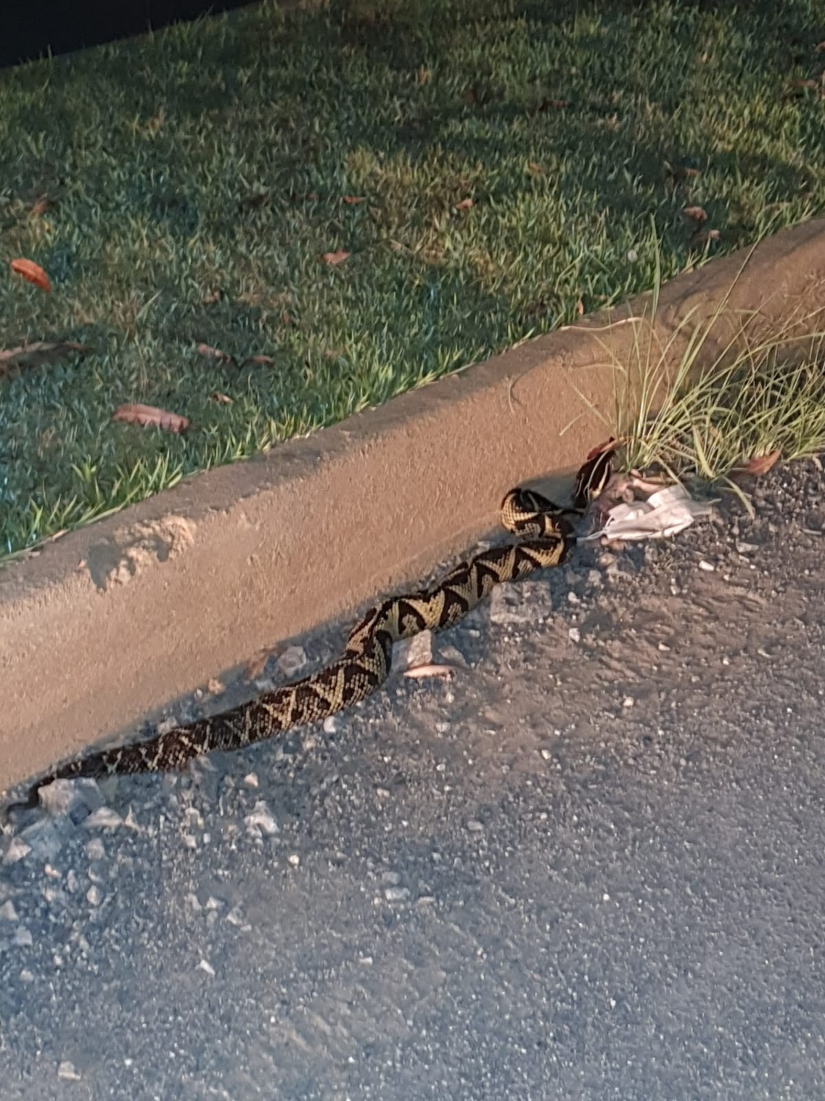 Cobra venenosa é capturada na UFV e levada para o Museu de Geologia
