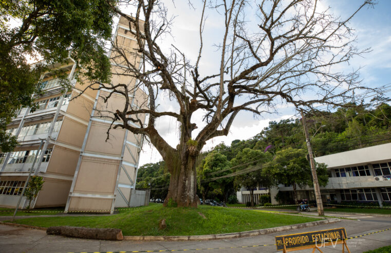 UFV: Campus Viçosa tem árvores removidas para segurança da comunidade e aprimoramento de espaços