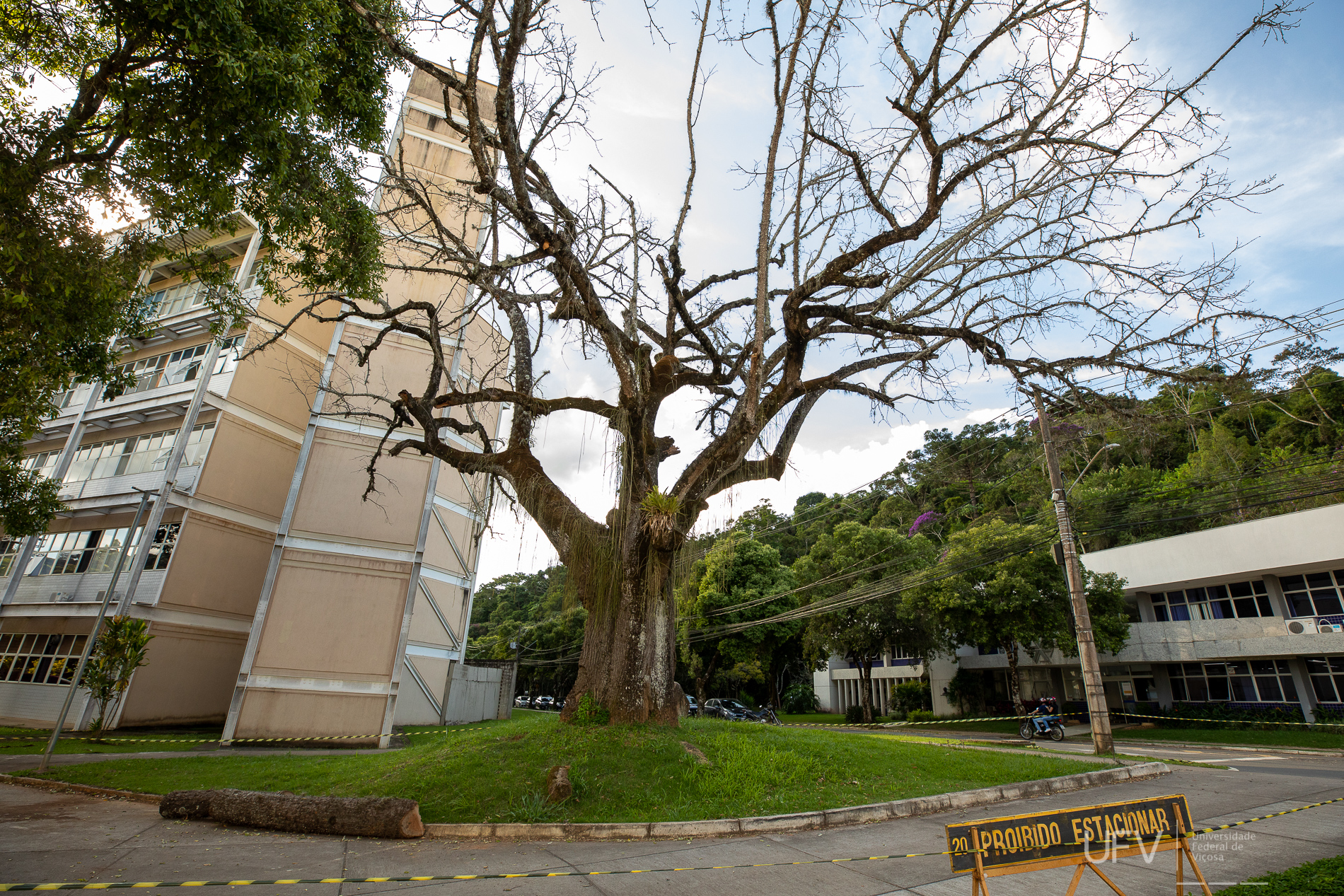 UFV: Campus Viçosa tem árvores removidas para segurança da comunidade e aprimoramento de espaços