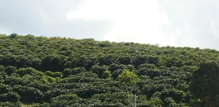 UFV participa de estudo que avalia cultivares de café em Minas Gerais