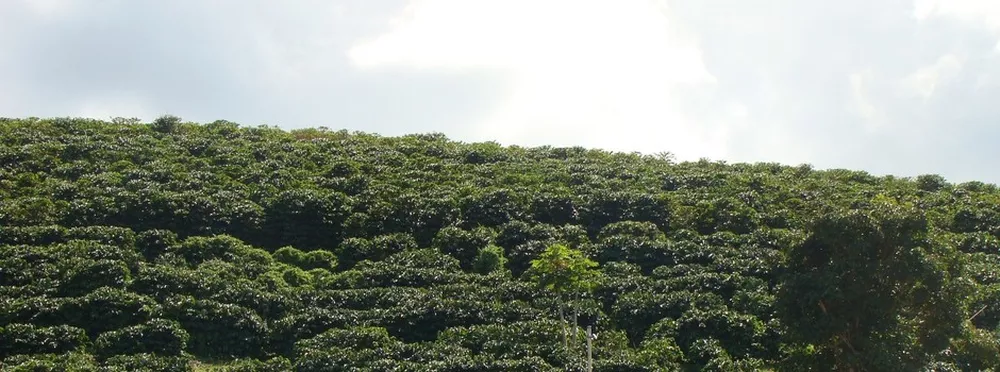UFV participa de estudo que avalia cultivares de café em Minas Gerais