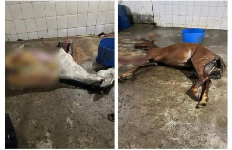 Abatedouro que vendia carne de cavalo para açougue em Ubá é fechado