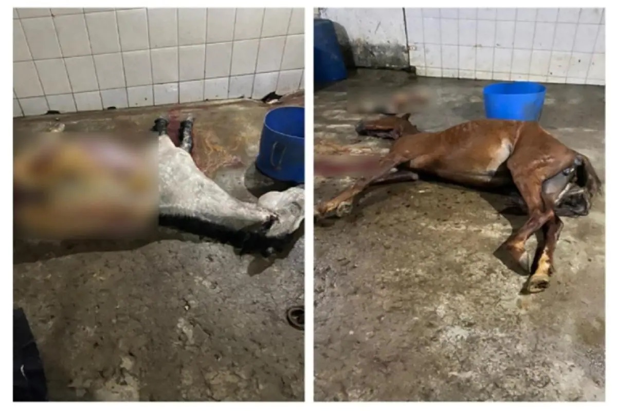 Abatedouro que vendia carne de cavalo para açougue em Ubá é fechado
