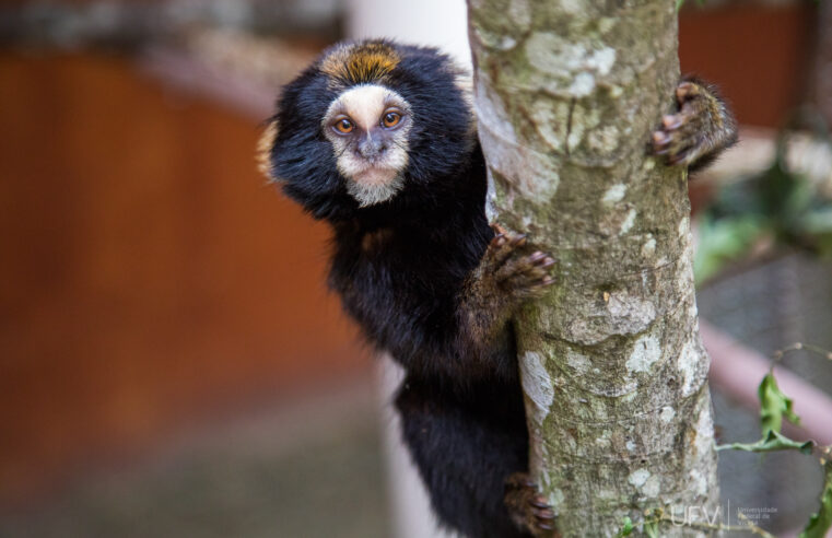 UFV inaugura espaço de treinamento para reintrodução de saguis na natureza