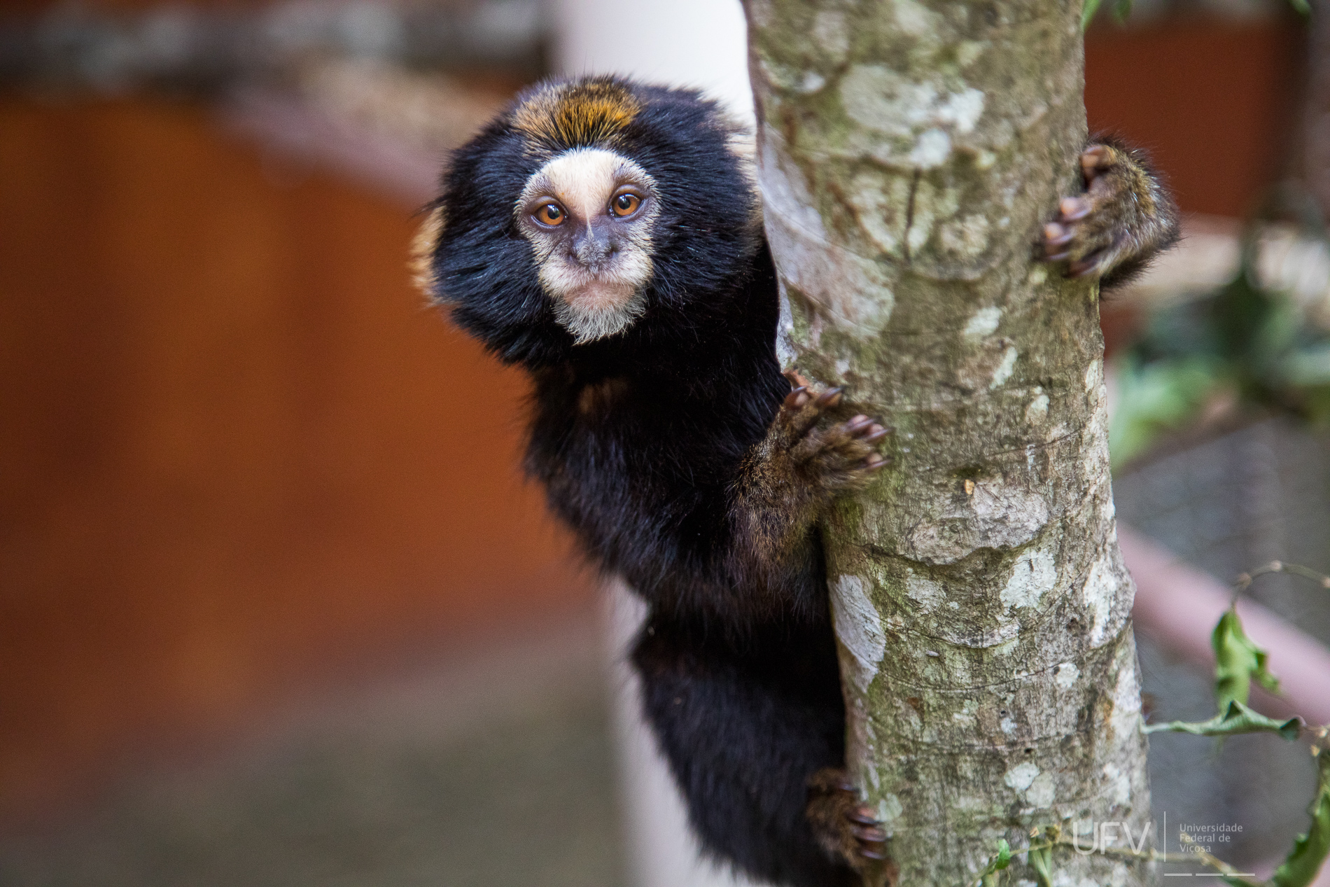 UFV inaugura espaço de treinamento para reintrodução de saguis na natureza