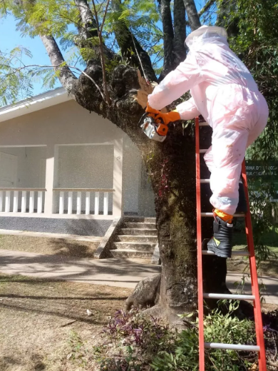 Funcionários da Cemig foram atacados por uma colmeia que estava em uma árvore localizada na Vila Gianetti, na UFV.
