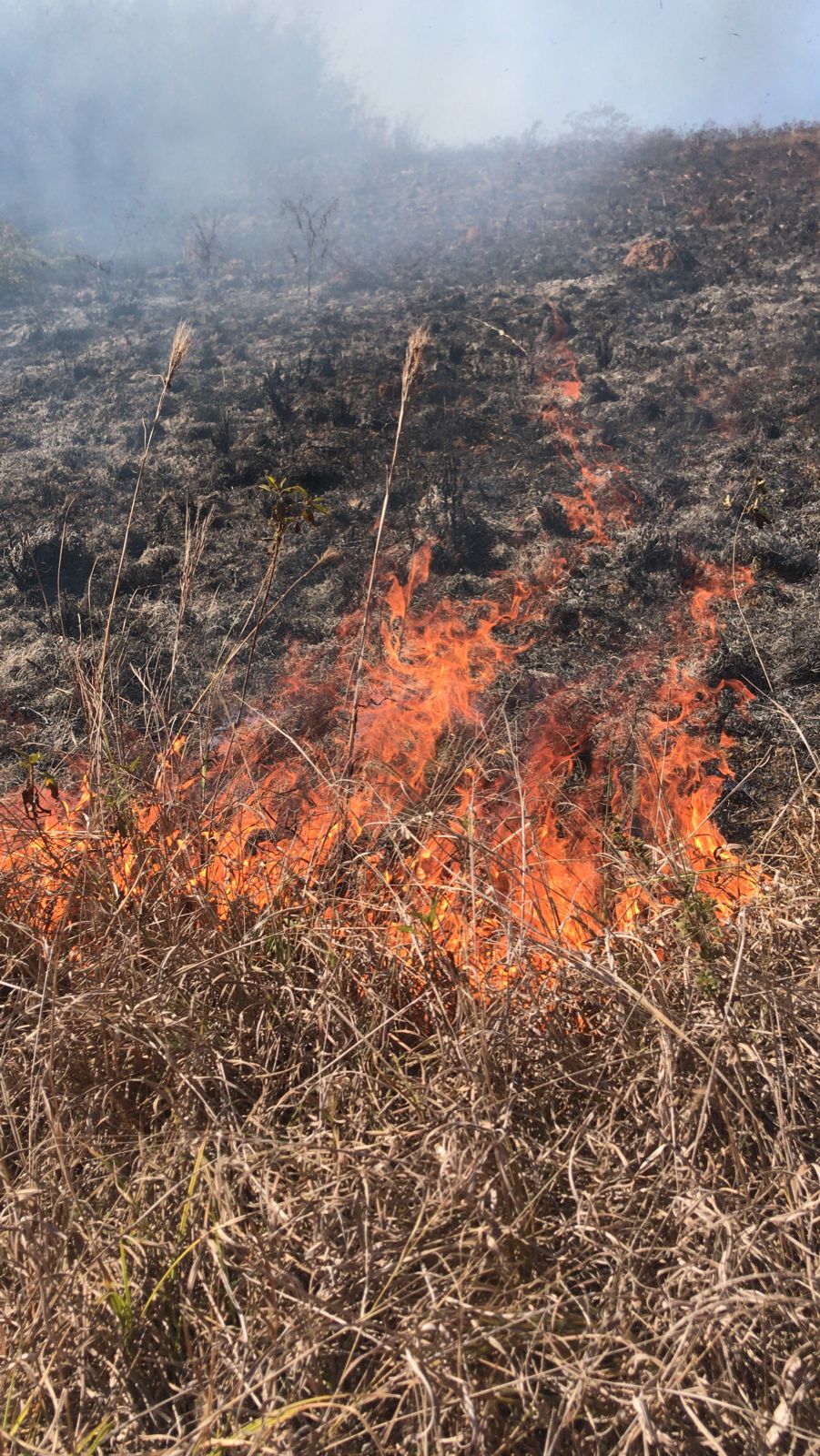 Incêndio queima 3 hectares de mata em Teixeiras