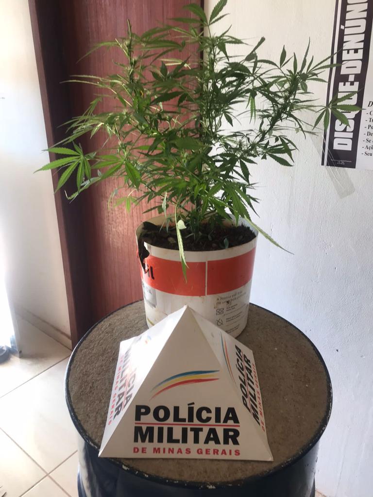 Paula Cândido: Polícia Militar apreende pé de maconha em sítio
