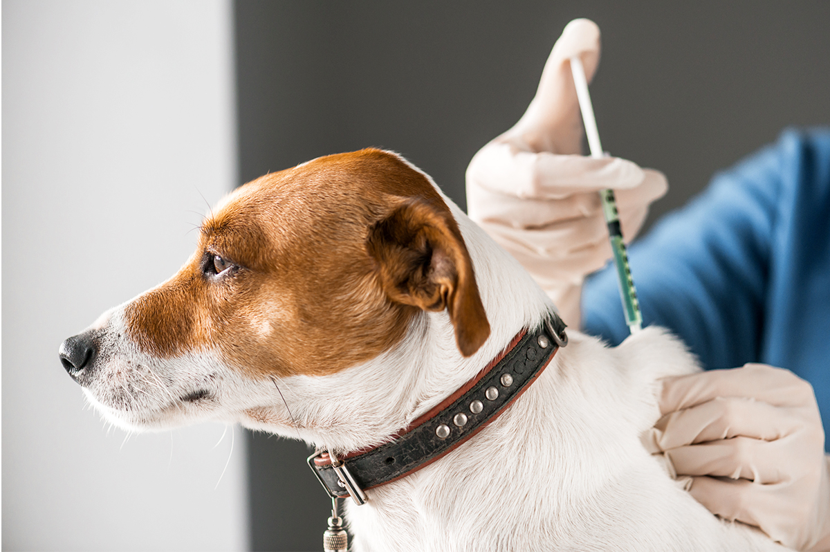 Vacinação antirrábica garante doses para 3.185 animais em Viçosa; confira as próximas datas