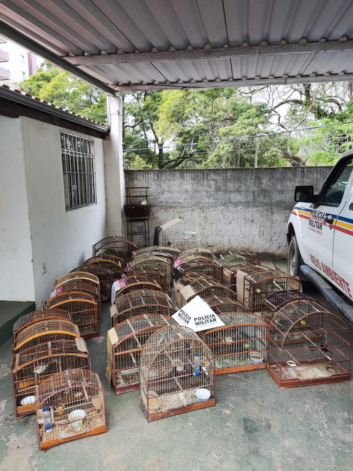 Cajuri: homem é multado por falsificação de anilha e manter pássaros em cativeiro