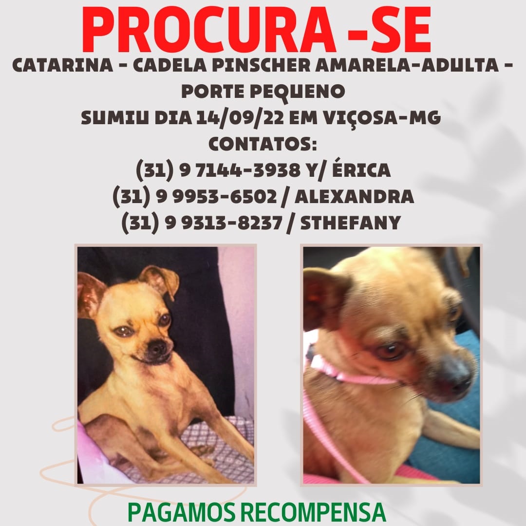 Procura-se por cadela perdida em Viçosa