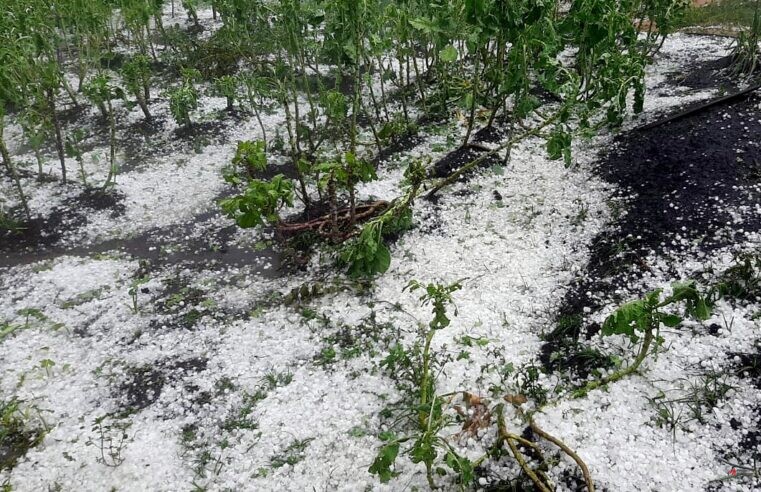 Produtores rurais atingidos pela chuva de granizo podem procurar a Emater-MG