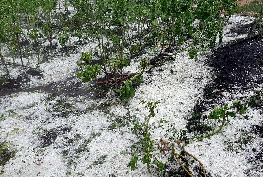 Produtores rurais atingidos pela chuva de granizo podem procurar a Emater-MG