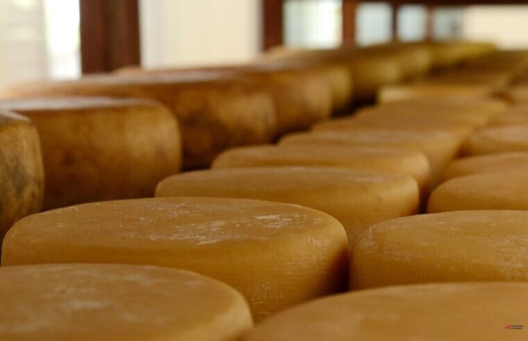 Inscrições para o Concurso Estadual de Queijo Minas Artesanal serão abertas na segunda-feira (17)
