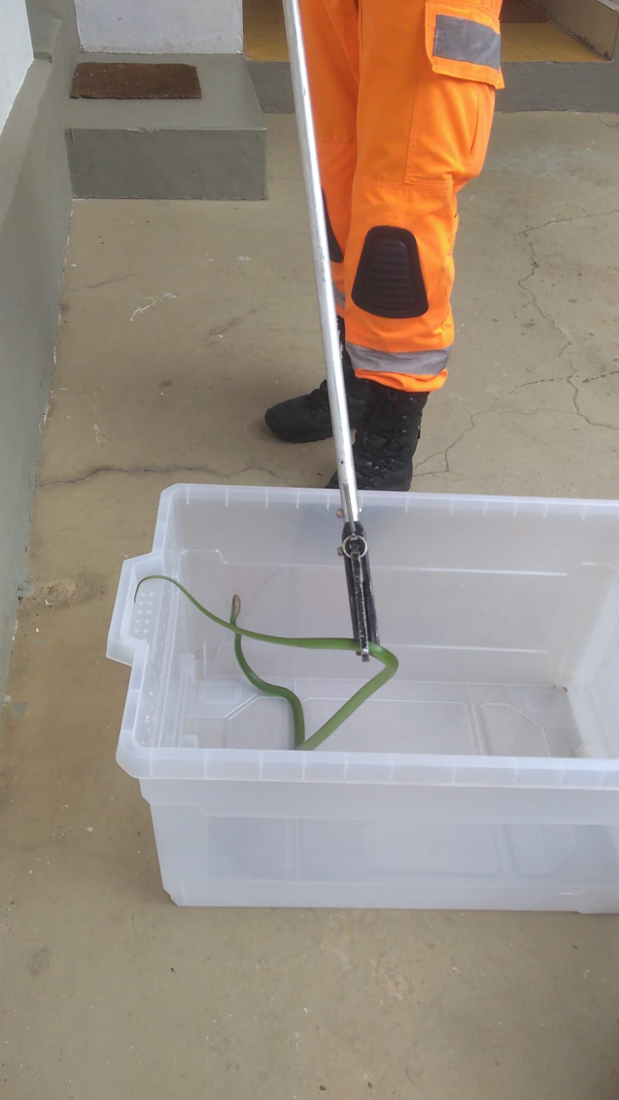 Outra cobra é capturada em Viçosa em pouco mais de 24h