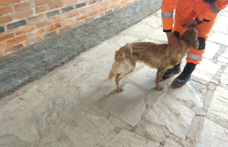 Cadela soterrada é resgatada por Bombeiros, em Silvestre