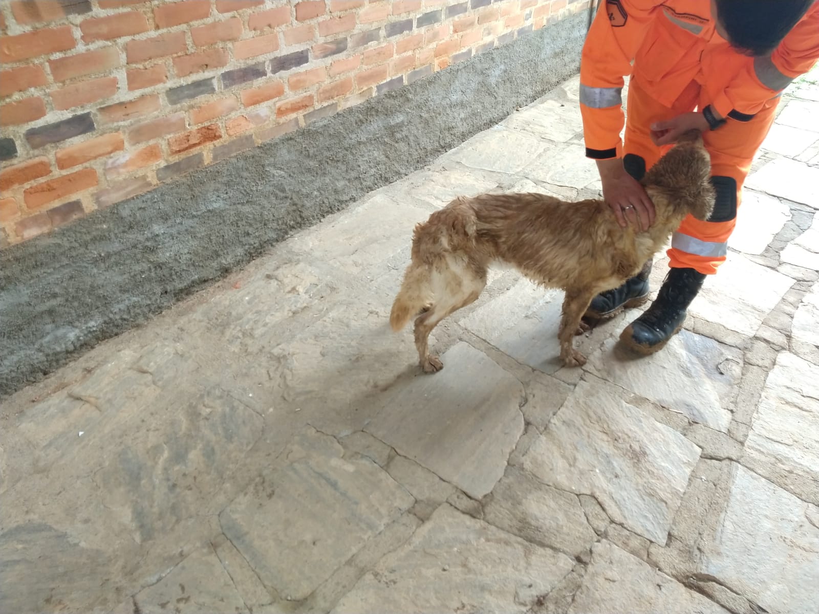 Cadela soterrada é resgatada por Bombeiros, em Silvestre