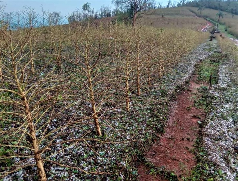 Minas: chuvas de granizo desta mês já atingiram 51 mil hectares de lavouras