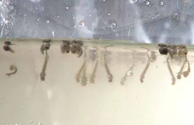 Pesquisadores da UFV descobrem produto que elimina o mosquito da dengue sem danos à saúde humana e ao meio ambiente