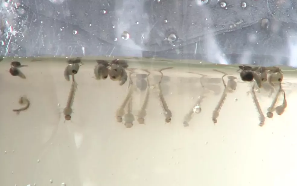 Pesquisadores da UFV descobrem produto que elimina o mosquito da dengue sem danos à saúde humana e ao meio ambiente