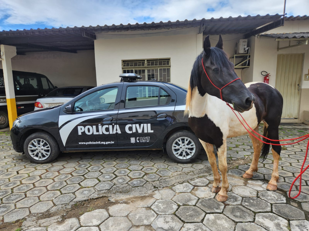 Polícia Civil recupera cavalo furtado na zona rural de Viçosa
