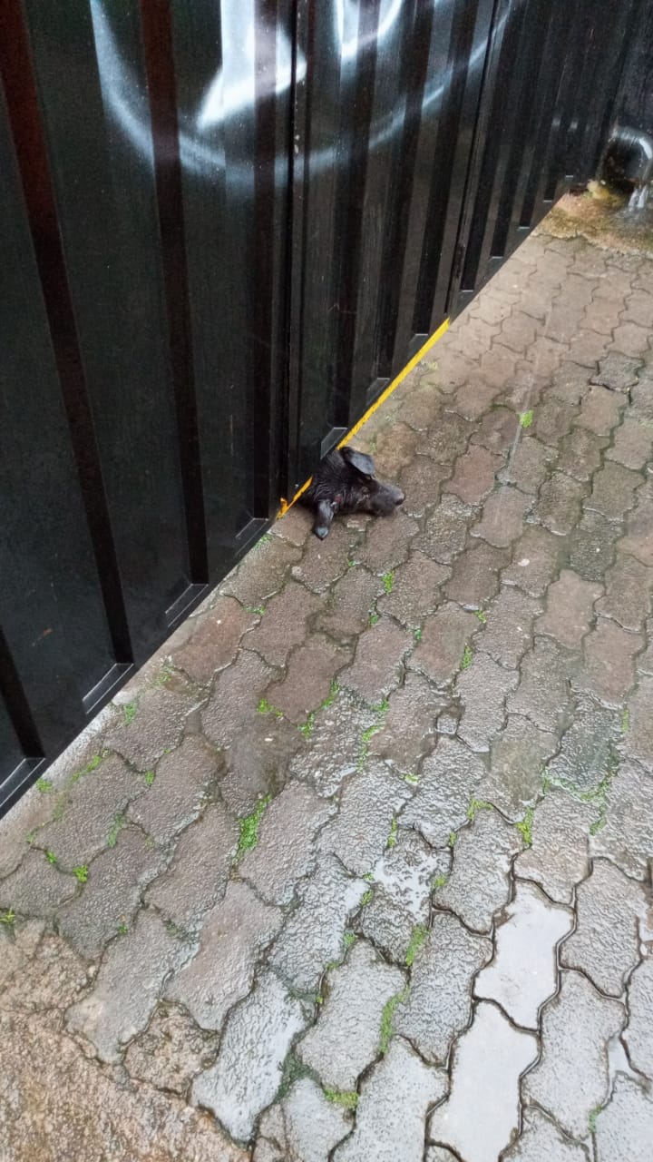 Bombeiros resgatam cachorro que ficou com cabeça presa em portão