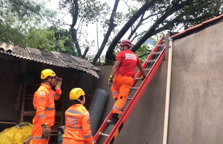 Árvore cai e atinge muro de casa no Bela Vista