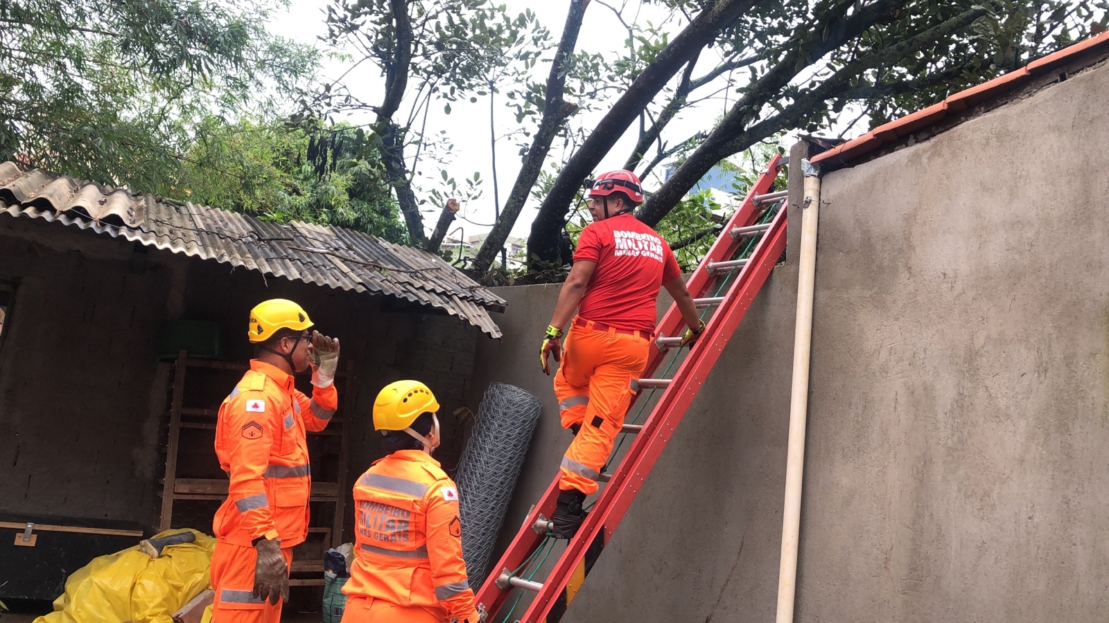 Árvore cai e atinge muro de casa no Bela Vista
