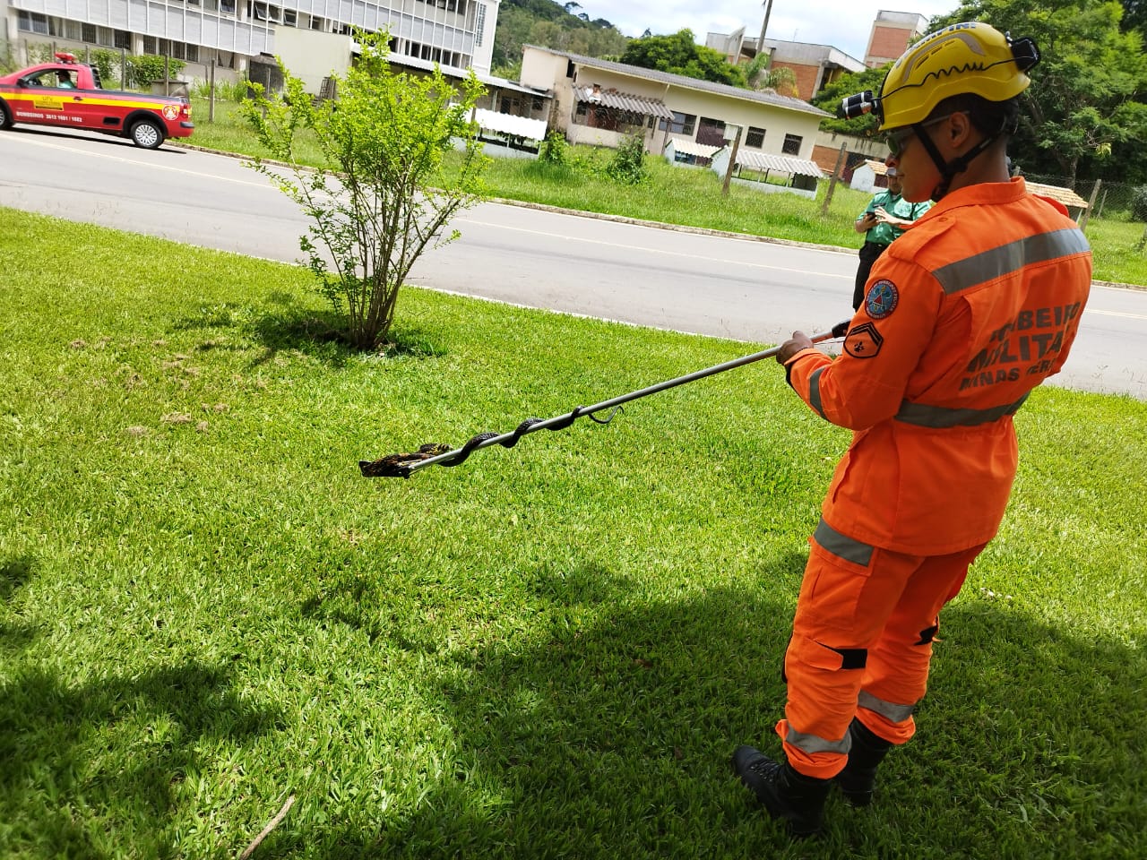 Outra cobra é capturada na UFV, em menos de 10 dias