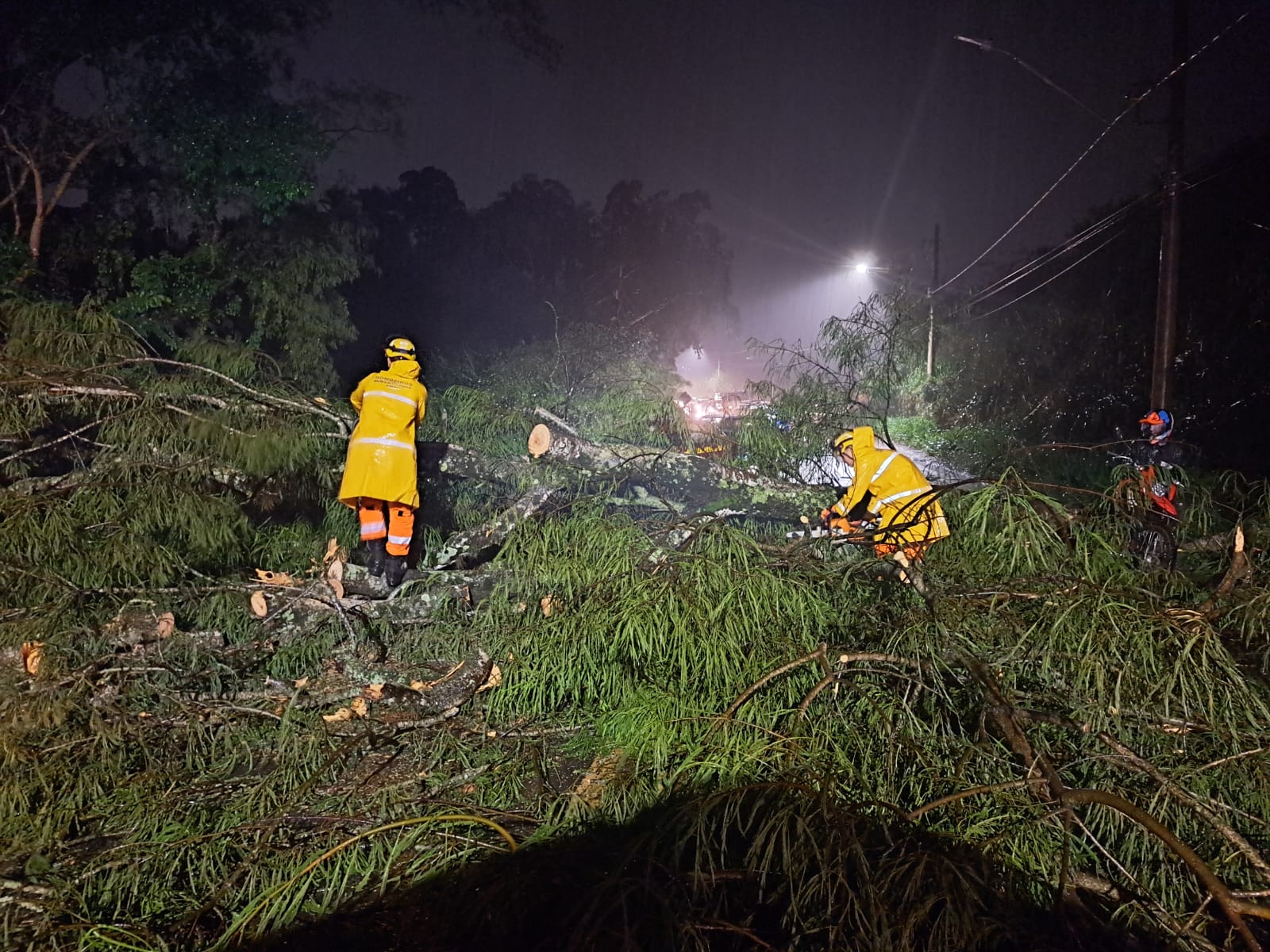 Chuva forte derruba árvores em diferentes pontos de Viçosa